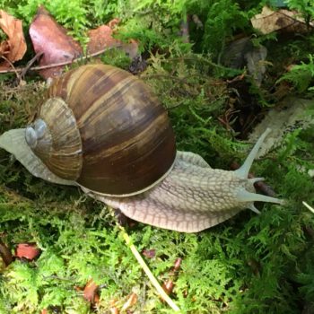 Waldbaden im Raum Franken. Welch Ruhe, Muse und Genuss! Wundervolles entdecken beim SHINRIN YOKU Waldbaden mit Hiltrud J. Pornschlegel