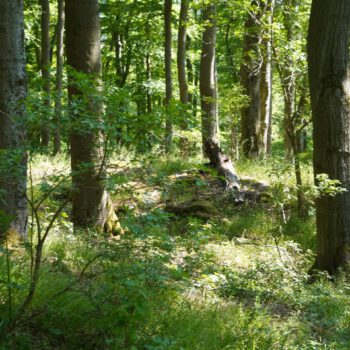 SHINRIN YOKU Waldbaden in den Wäldern um Bamberg mit Hiltrud J. Pornschlegel Hiltrud J. Pornschlegel, SHINRIN YOKU Waldbaden in den fränkischen Wäldern.
